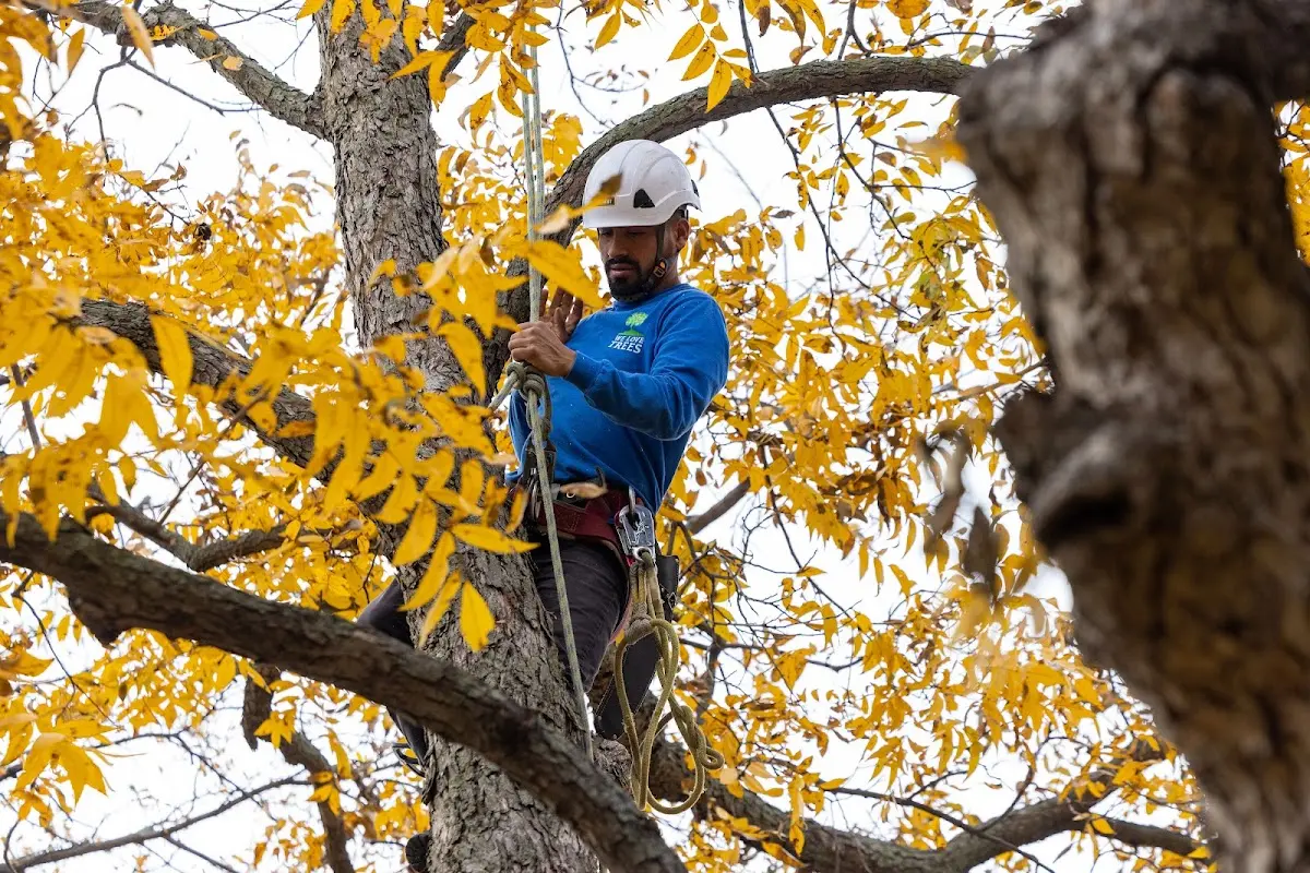 Skilled Tree Planing crew working in Fort Monroe
