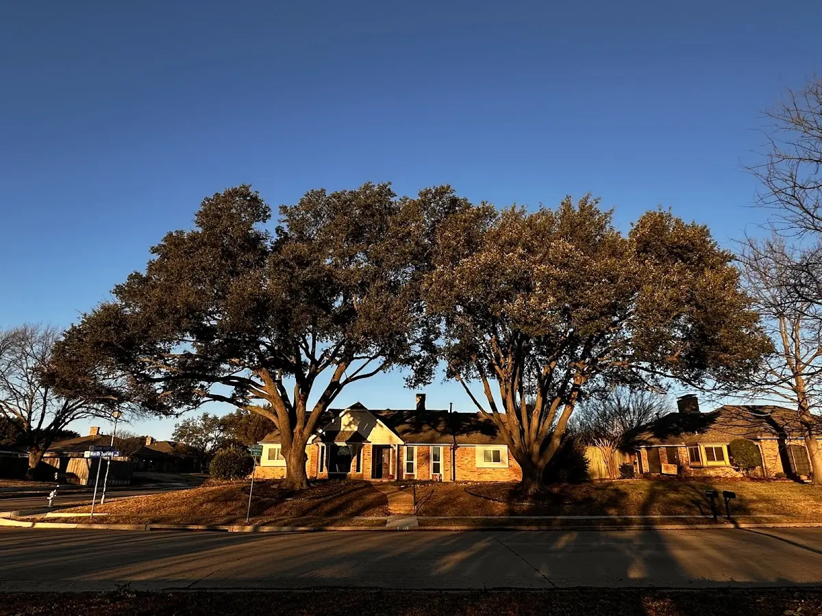 Established residential canopy tree shading a home in Fort Monroe